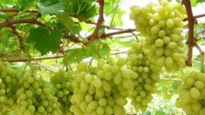 Δύσκολος τρύγος σε όλη την Ελλάδα: Παγετός και ξηρασία μειώνουν την παραγωγή σταφυλιών