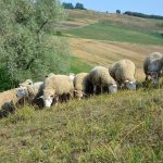 Εξηγήσεις για την απόρριψη επείγοντος εμβολιασμού για ευλογιά ζητά ο Κόκκαλης - Τυροκόμος