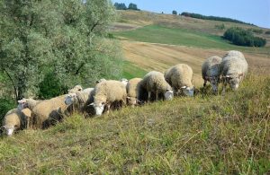 Εξηγήσεις για την απόρριψη επείγοντος εμβολιασμού για ευλογιά ζητά ο Κόκκαλης - Τυροκόμος