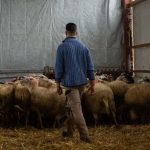 Η τελική λίστα της ενίσχυσης ζωοτροφών, 14 ευρώ/κεφάλι σε 16 Νομούς λόγω ευλογιάς - Τυροκόμος