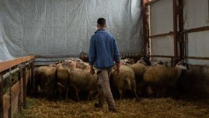 Η τελική λίστα της ενίσχυσης ζωοτροφών, 14 ευρώ/κεφάλι σε 16 Νομούς λόγω ευλογιάς - Τυροκόμος