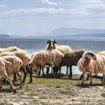 Μέτρα προστασίας για ευλογία ζητούν οι κτηνοτρόφοι της Θάσου