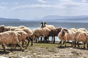 Μέτρα προστασίας για ευλογία ζητούν οι κτηνοτρόφοι της Θάσου