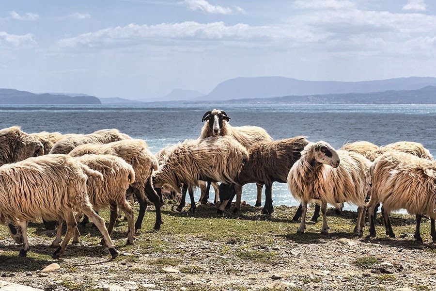 Μέτρα προστασίας για ευλογία ζητούν οι κτηνοτρόφοι της Θάσου