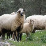 Σε τριπλασιασμό κονδυλίων για αποζημιώσεις ευλογιάς υποχρεώνεται η κυβέρνηση - Τυροκόμος