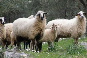 Σε τριπλασιασμό κονδυλίων για αποζημιώσεις ευλογιάς υποχρεώνεται η κυβέρνηση - Τυροκόμος