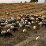 Επιβεβαιώθηκαν δύο νέα κρούσματα ευλογιάς στις Σέρρες