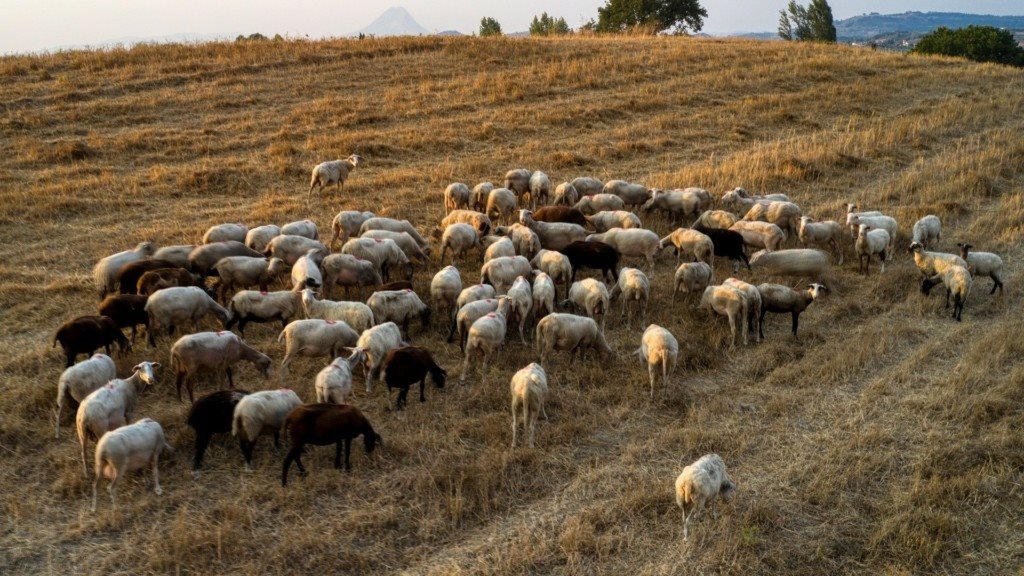 Επιβεβαιώθηκαν δύο νέα κρούσματα ευλογιάς στις Σέρρες