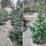 Συνελήφθησαν δύο άτομα για καλλιέργεια δενδρυλλίων κάνναβης στο Ρέθυμνο