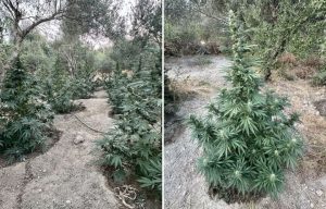 Συνελήφθησαν δύο άτομα για καλλιέργεια δενδρυλλίων κάνναβης στο Ρέθυμνο
