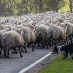 Υπόμνημα στον πρωθυπουργό: Οι Κρητικοί κτηνοτρόφοι ξεκινούν κινητοποιήσεις