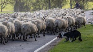 Υπόμνημα στον πρωθυπουργό: Οι Κρητικοί κτηνοτρόφοι ξεκινούν κινητοποιήσεις