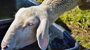 Κρούσμα καταρροϊκού πυρετού στην Ηλεία – Οδηγίες πρόληψης από τη Διεύθυνση Κτηνιατρικής