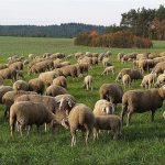 Αγροκτηνοτροφικοί Σύλλογοι Ελασσόνας: Τα αιτήματα για την ευλογιά και το σκάνδαλο του ΟΠΕΚΕΠΕ