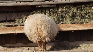 Τσιάρας: Δευτέρα η σύσκεψη στο Υπουργείο με τους περιφερειάρχες για τις ζωονόσους