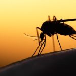 ΕΟΔΥ: 75 συνολικά κρούσματα λοίμωξης από τον ιό του Δυτικού Νείλου και 5 θάνατοι