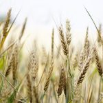 Διαμαρτυρία Πολωνών αγροτών στα σύνορα με την Ουκρανία για τις χαμηλές τιμές σιτηρών