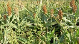 Καλαμπόκι "γιοκ" στην Τουρκία - Στροφή στο σοργό λόγω ανθεκτικότητας στην ξηρασία