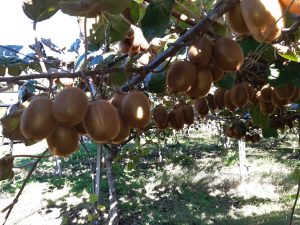 Στις 15 Οκτωβρίου ξεκινά η συγκομιδή ακτινιδίων Hayward, από 1η Νοεμβρίου το εγχώριο εμπόριο - Fresher