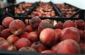 Ανησυχία παραγωγών για το μέλλον παραγωγής ροδάκινου στο Αμύνταιο