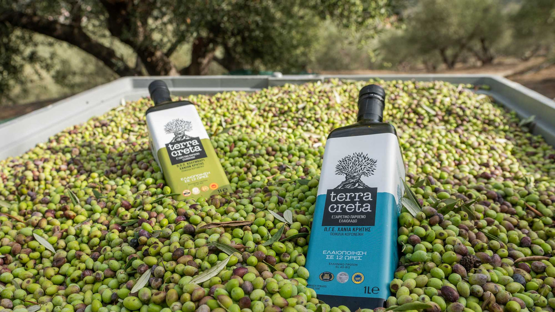 Ελαίας Καρπός