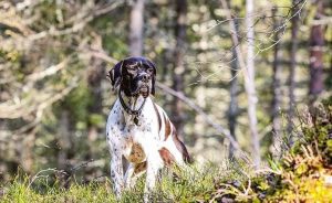 Ελέγχους, απολύμανση και απαγόρευση μεταφοράς κυνηγετικών σκυλιά λόγω ευλογιάς ζητά ο Σύνδεσμος Κτηνοτρόφων Ν. Καβάλας
