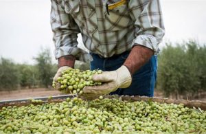 Ρεκόρ ελληνικών εξαγωγών επιτραπέζιας ελιάς το 2024, μειωμένη αλλά καλύπτει τις ανάγκες η φετινή παραγωγή