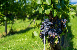 Νέος εχθρός για τους κρητικούς αμπελώνες το έντομο κρυπτοβλαβές
