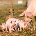 Δασμούς ως 62,4% στις εισαγωγές χοιρινού από την Ευρώπη επιβάλει η Κίνα
