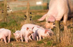 Δασμούς ως 62,4% στις εισαγωγές χοιρινού από την Ευρώπη επιβάλει η Κίνα