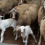 Πάνω από 350 εκατ. ευρώ οι ζημιές από την ευλογιά των αιγοπροβάτων – Σε 410.000 τα χαμένα ζώα από ζωονόσους