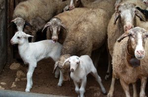 Πάνω από 350 εκατ. ευρώ οι ζημιές από την ευλογιά των αιγοπροβάτων – Σε 410.000 τα χαμένα ζώα από ζωονόσους