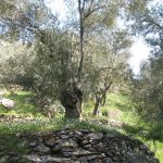 Παρατηρητήριο Τιμών Ελαιολάδου (5/9/2025)