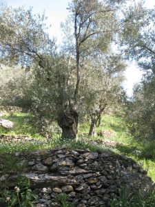 Παρατηρητήριο Τιμών Ελαιολάδου (5/9/2025)