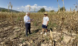 Αποζημιώσεις ΕΛΓΑ για ζημιές από αγριογούρουνα ζητά ο Χαρακόπουλος