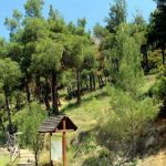 Ελεύθερος ο άντρας που έσφαξε και έγδαρε αρνί στο Σέιχ Σου για να τιμήσει το κουρμπάνι