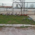 Η Αγγελάκης στηρίζει έμπρακτα της λειτουργία της φάρμας του Χαμόγελου του Παιδιού