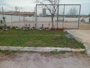 Η Αγγελάκης στηρίζει έμπρακτα της λειτουργία της φάρμας του Χαμόγελου του Παιδιού