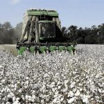 Κάνει τη διαφορά στη συγκομιδή βάμβακος η αποφύλλωση με το Spotlight® της Basf