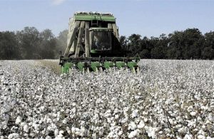 Κάνει τη διαφορά στη συγκομιδή βάμβακος η αποφύλλωση με το Spotlight® της Basf