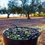 Νέα επικαιροποιημένη πρόβλεψη για τη συγκομιδή πράσινης επιτραπέζιας ελιάς στην Ισπανία