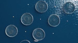 Kαθοριστική η εξαγγελία για ολοκλήρωση του Ειδικού Χωροταξικού Πλαισίου στις Ιχθυοκαλλιέργειες, λέει η ΕΛΟΠΥ