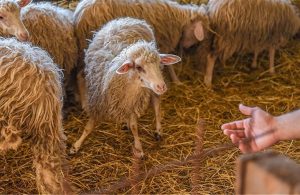 Επιβεβαιωμένο κρούσμα καταρροϊκού πυρετού στις Σέρρες