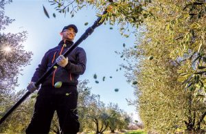 Ελαίας Καρπός