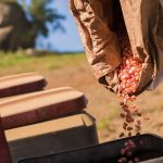 Φυτεύσεις ρεκόρ στη Βραζιλία σε καλαμπόκι, σόγια φέρνει η συρρίκνωση παραγωγής στις ΗΠΑ