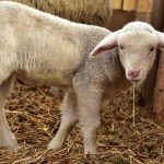 Κρούσματα καταρροϊκού πυρετού σε όλη την ΑΜ-Θ, συναγερμός ΔΑΟΚ - Τυροκόμος