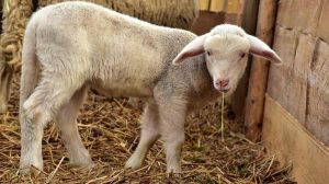 Κρούσματα καταρροϊκού πυρετού σε όλη την ΑΜ-Θ, συναγερμός ΔΑΟΚ - Τυροκόμος