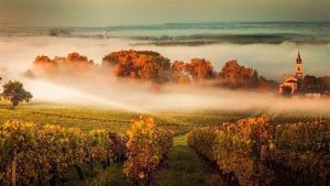 «Στέγνωσε» τους γαλλικούς αμπελώνες ο καύσωνας, σε ιστορικό χαμηλό η συγκομιδή - Winetrails