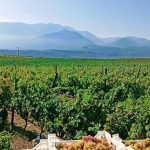 ΚΕΟΣΟΕ: Εξαιρετική χρονιά για τα πρωτογενή χαρακτηριστικά της σταφυλικής παραγωγής της Λήμνου