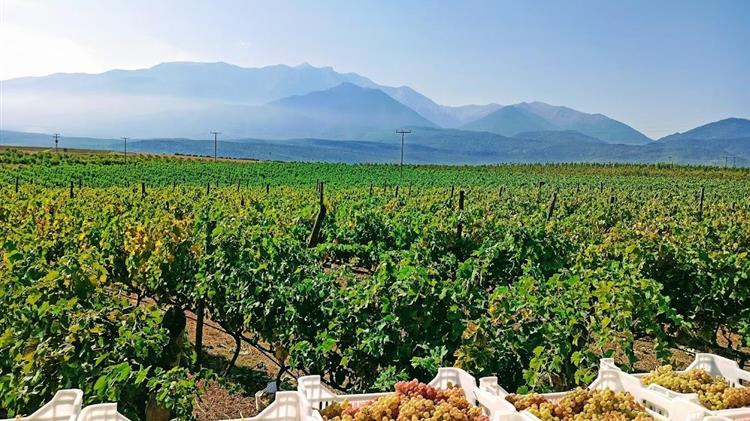 ΚΕΟΣΟΕ: Εξαιρετική χρονιά για τα πρωτογενή χαρακτηριστικά της σταφυλικής παραγωγής της Λήμνου